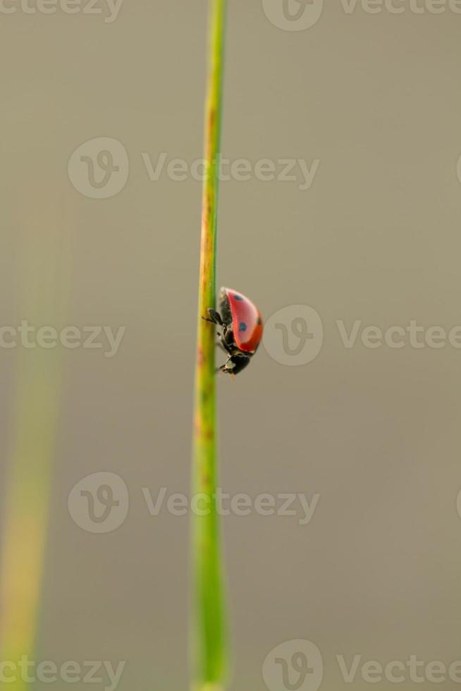 ladybug on the way down photo