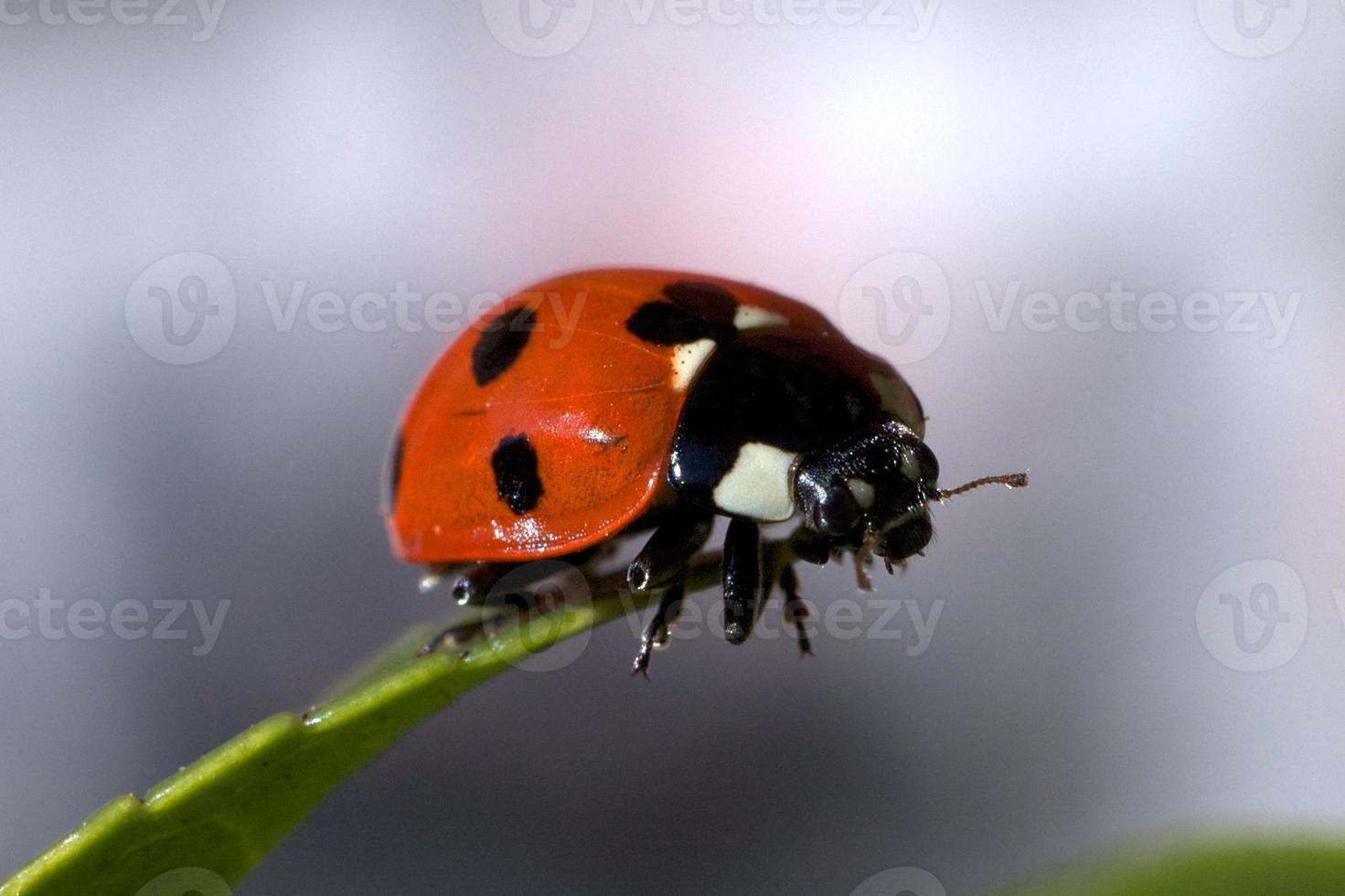 Ladybird macro photo