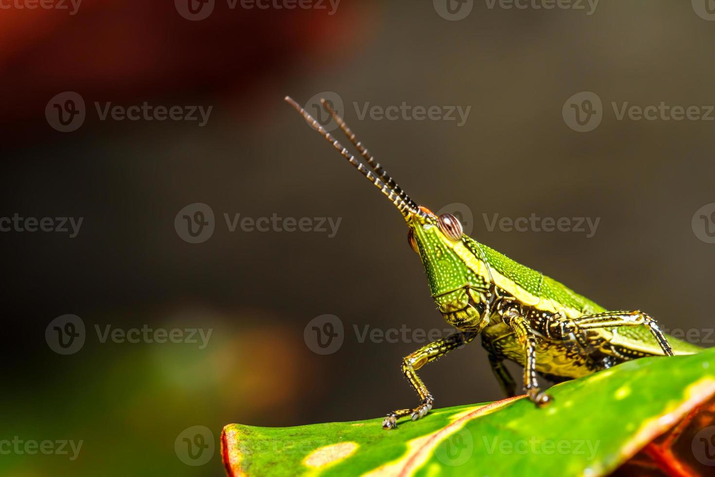 green grasshopper on grass leaf photo