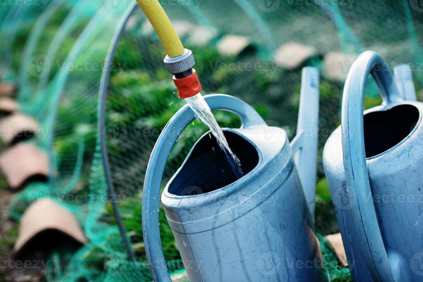 Gardening, fill watering can of water for watering the plants photo