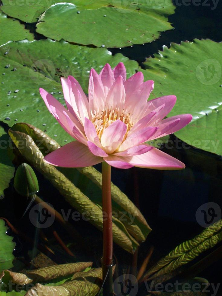 Water Lily photo