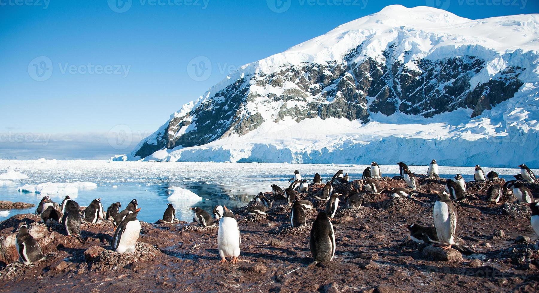 Gentoo penguins near the mountain photo