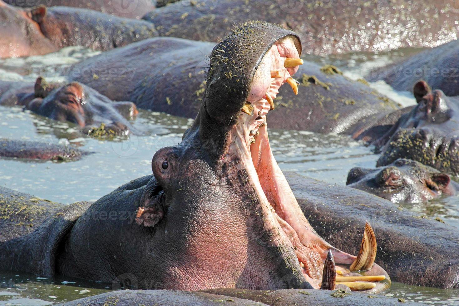 Hippo yawning and displaying teeth photo