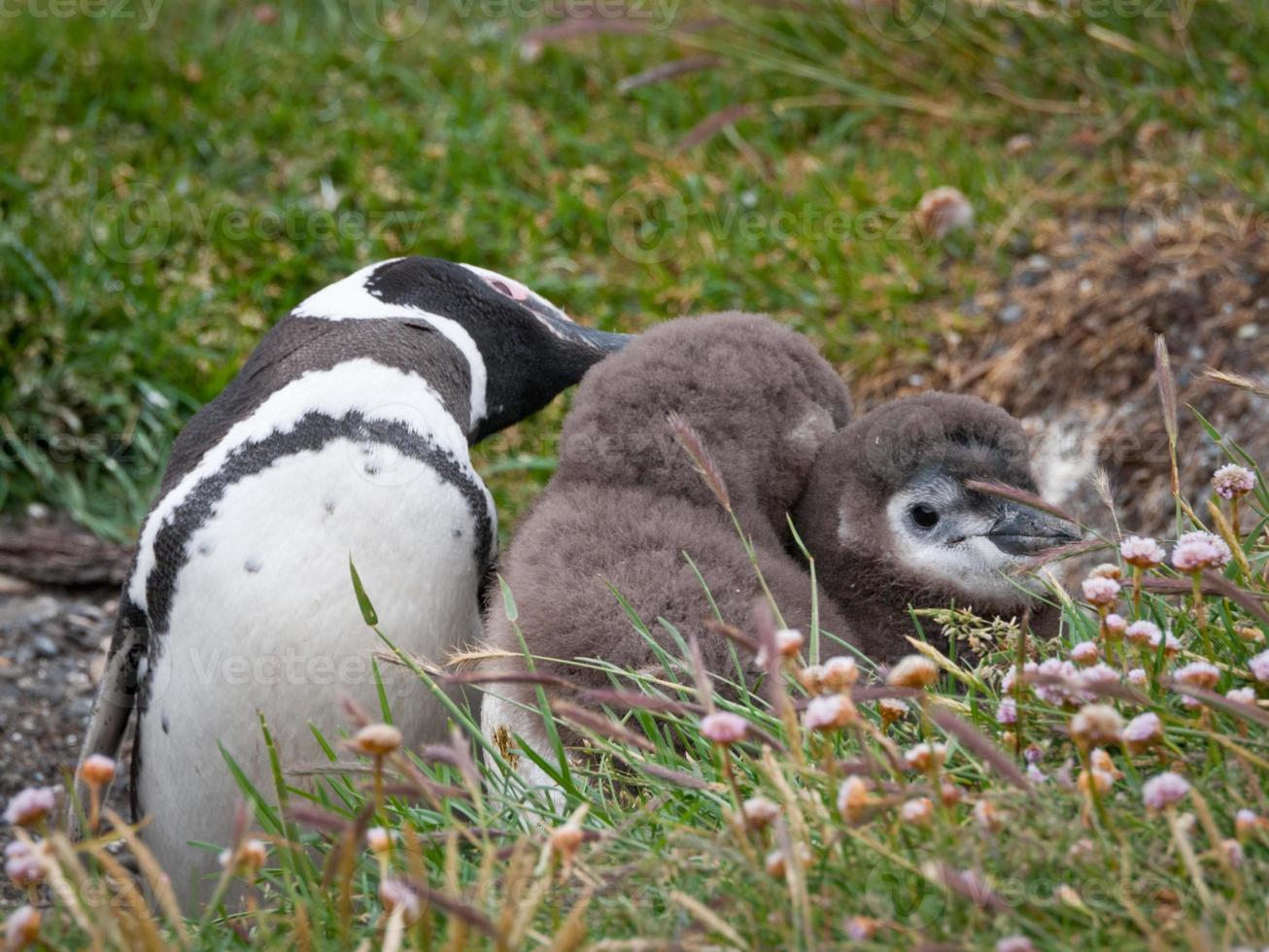 pingüino magallánico madre e hijos (tierra del fuego) foto