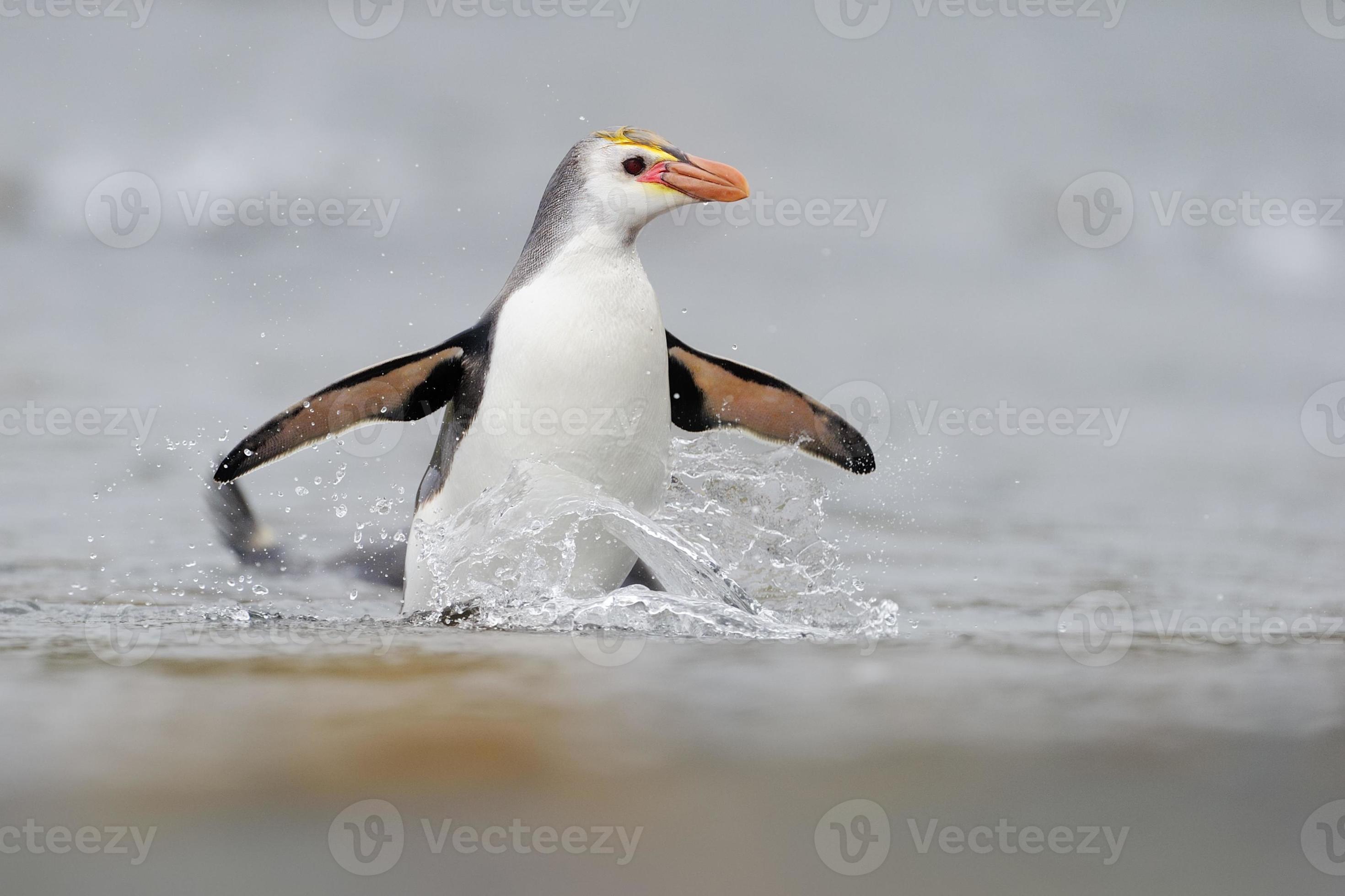 Royal Penguin (Eudyptes schlegeli) photo