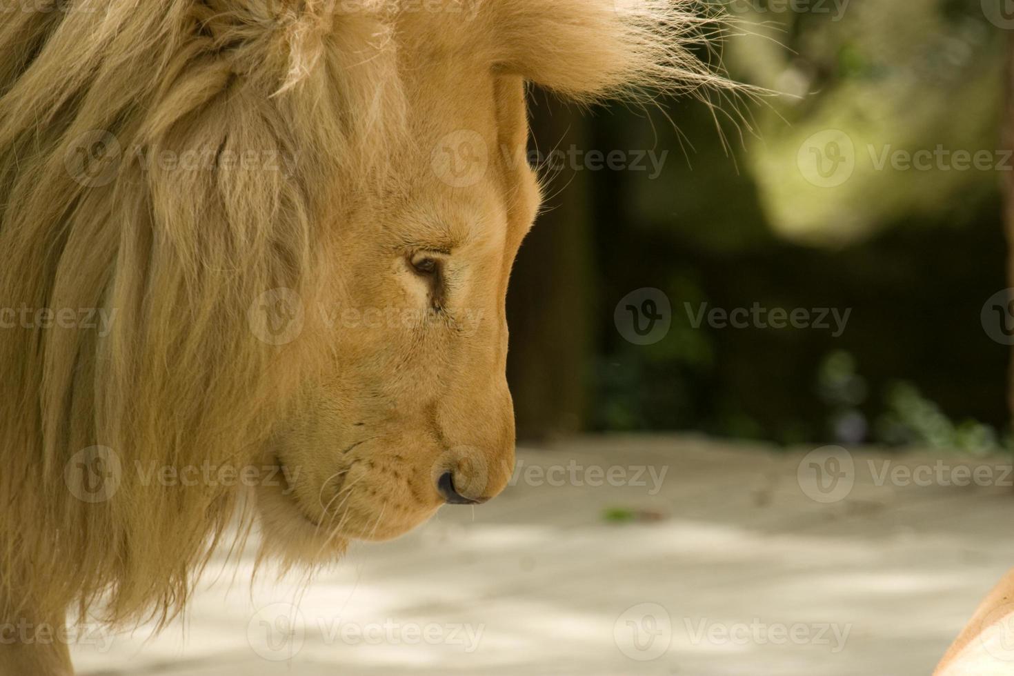 lion profile photo