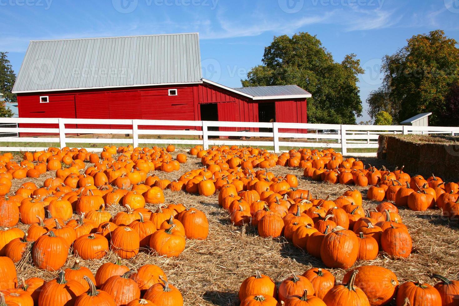 Halloween Pumpkin Farm 768712 Stock Photo at Vecteezy