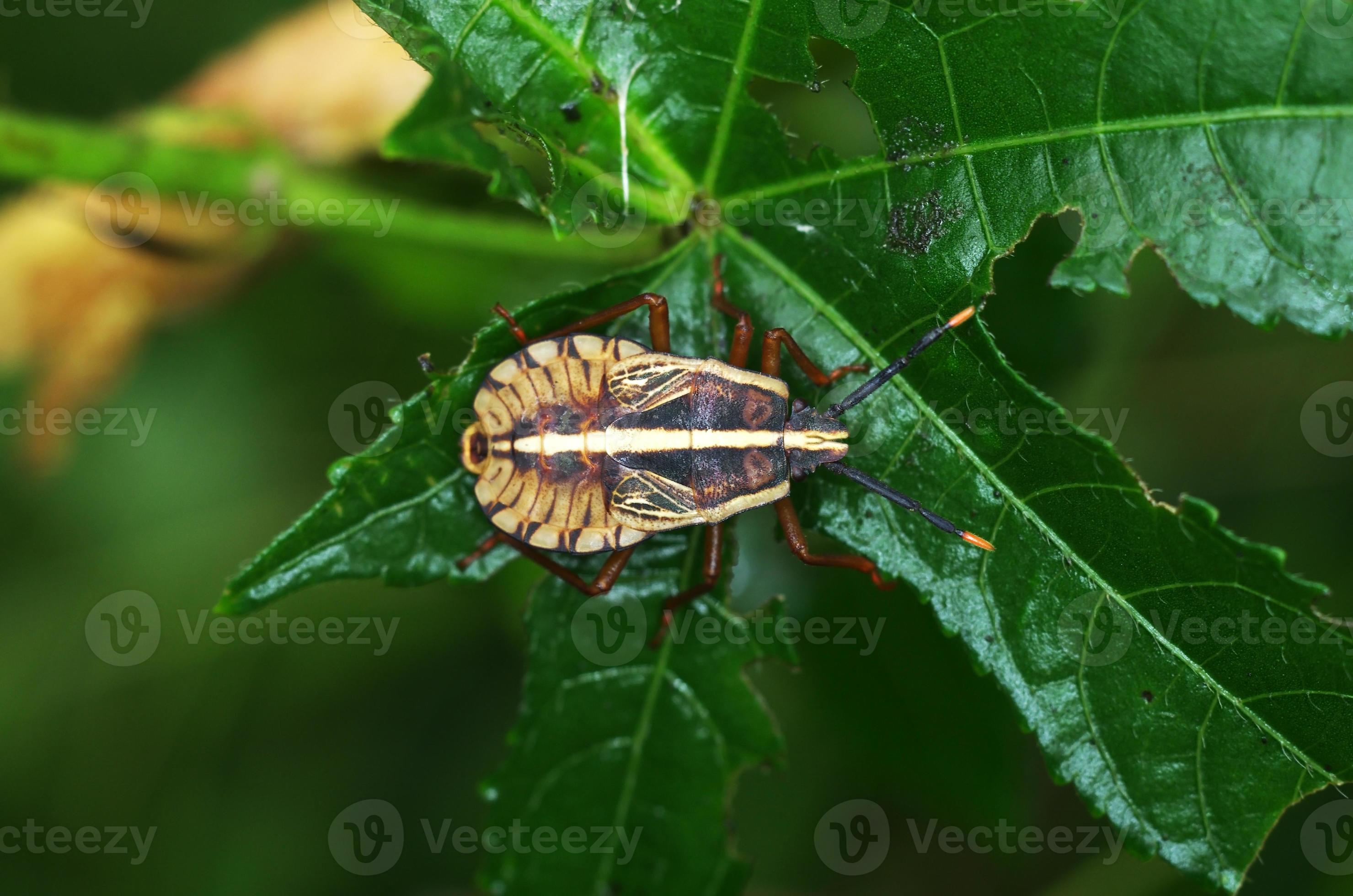 young squash bug 768869 Stock Photo at Vecteezy