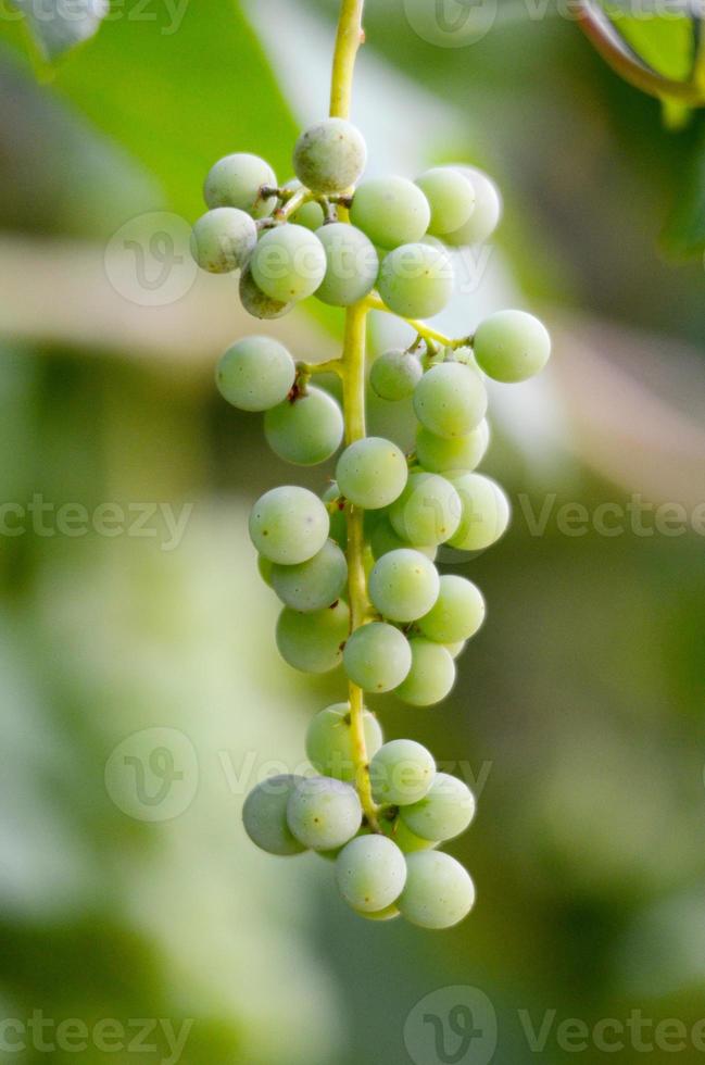 Green unripe grapes photo