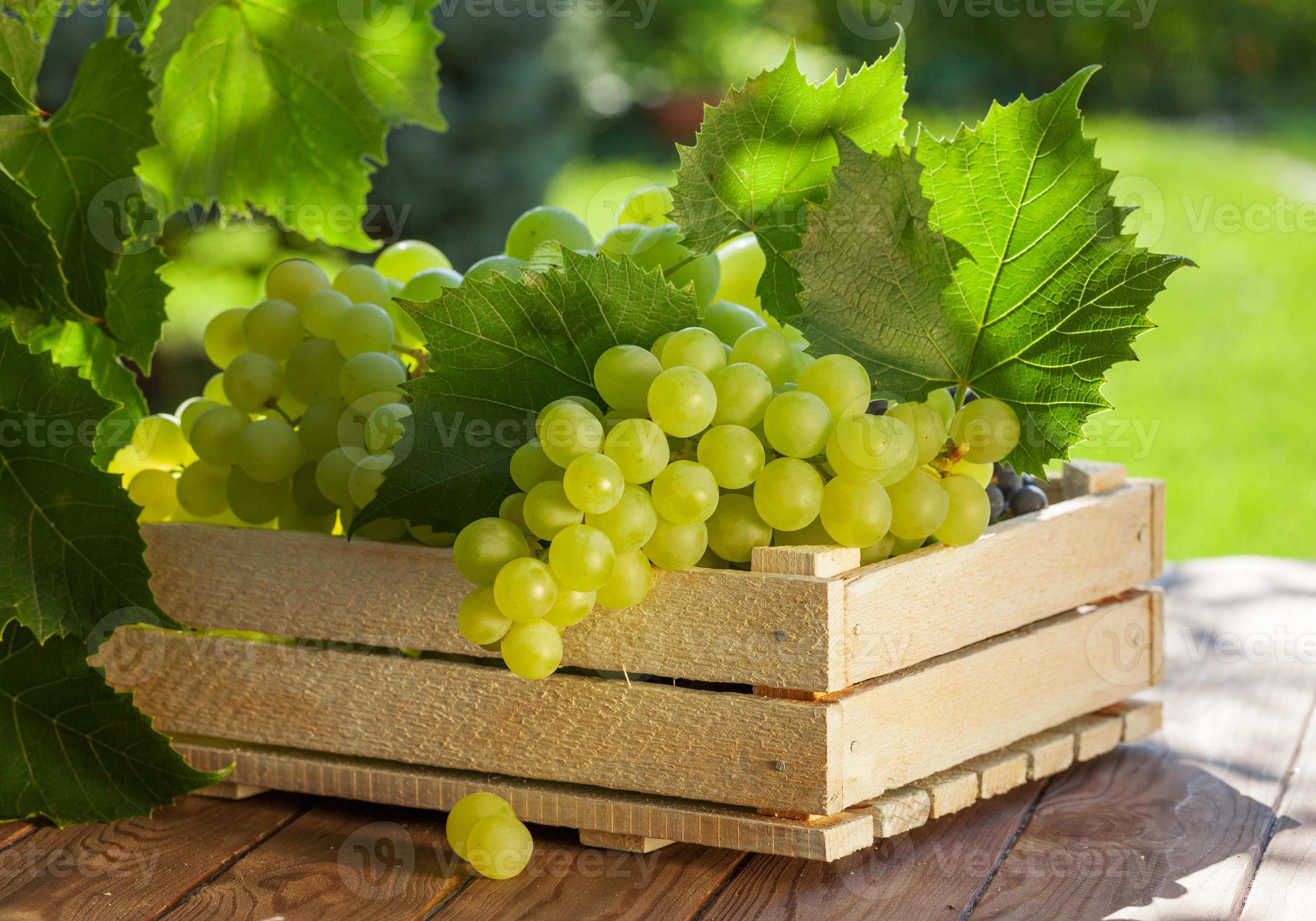 Виноградный цвет. Виноград во сне к чему снится. Виноград ред глоб. Сон виноград гроздья. Видеть во сне виноград к чему снится женщине.