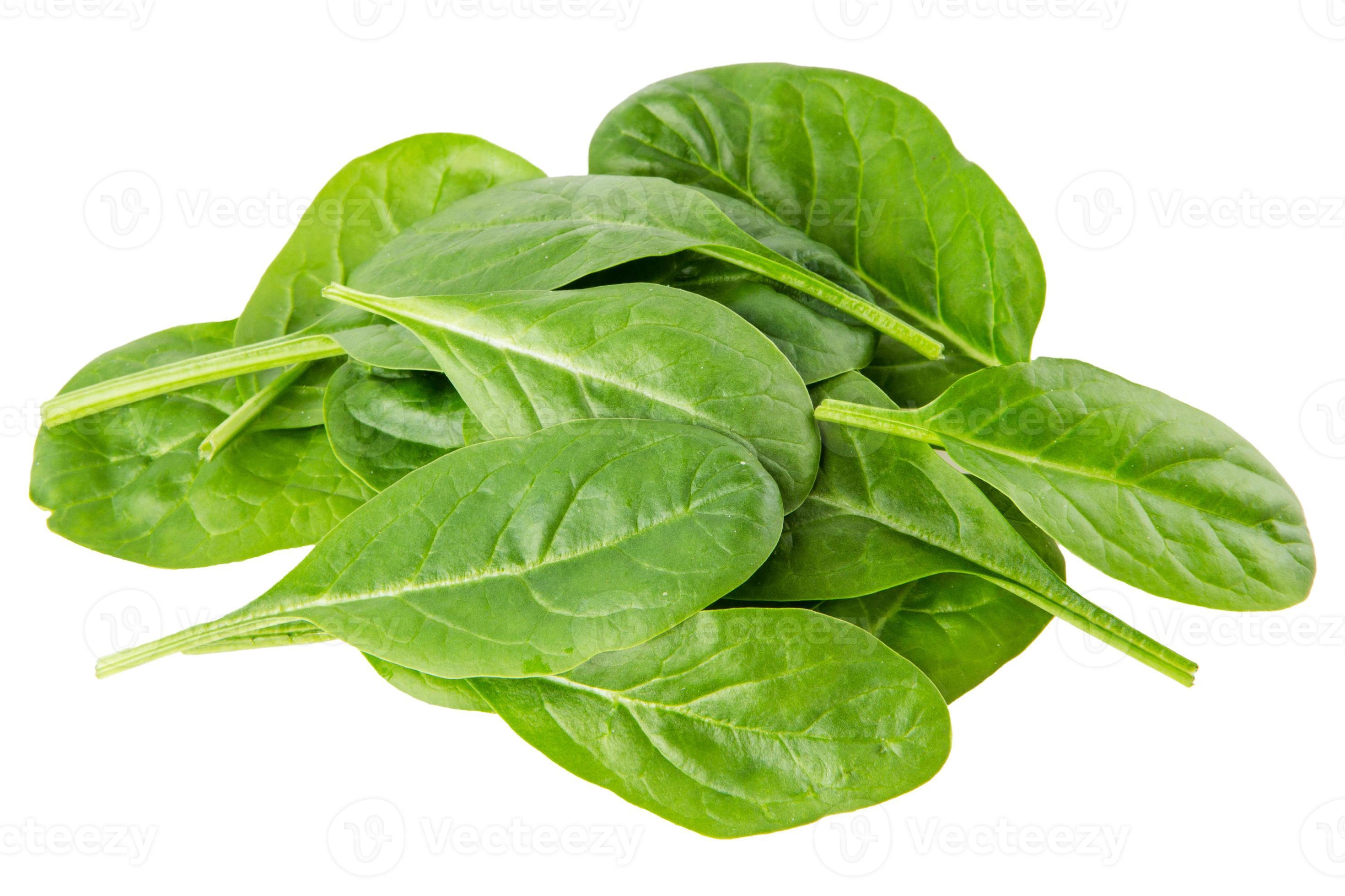 green leaves of spinach isolated on white background 771244 Stock Photo