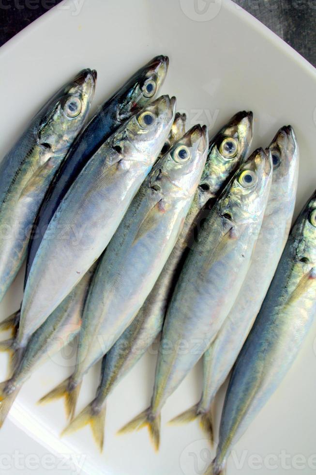 Fresh Mackerel scad 771661 Stock Photo at Vecteezy