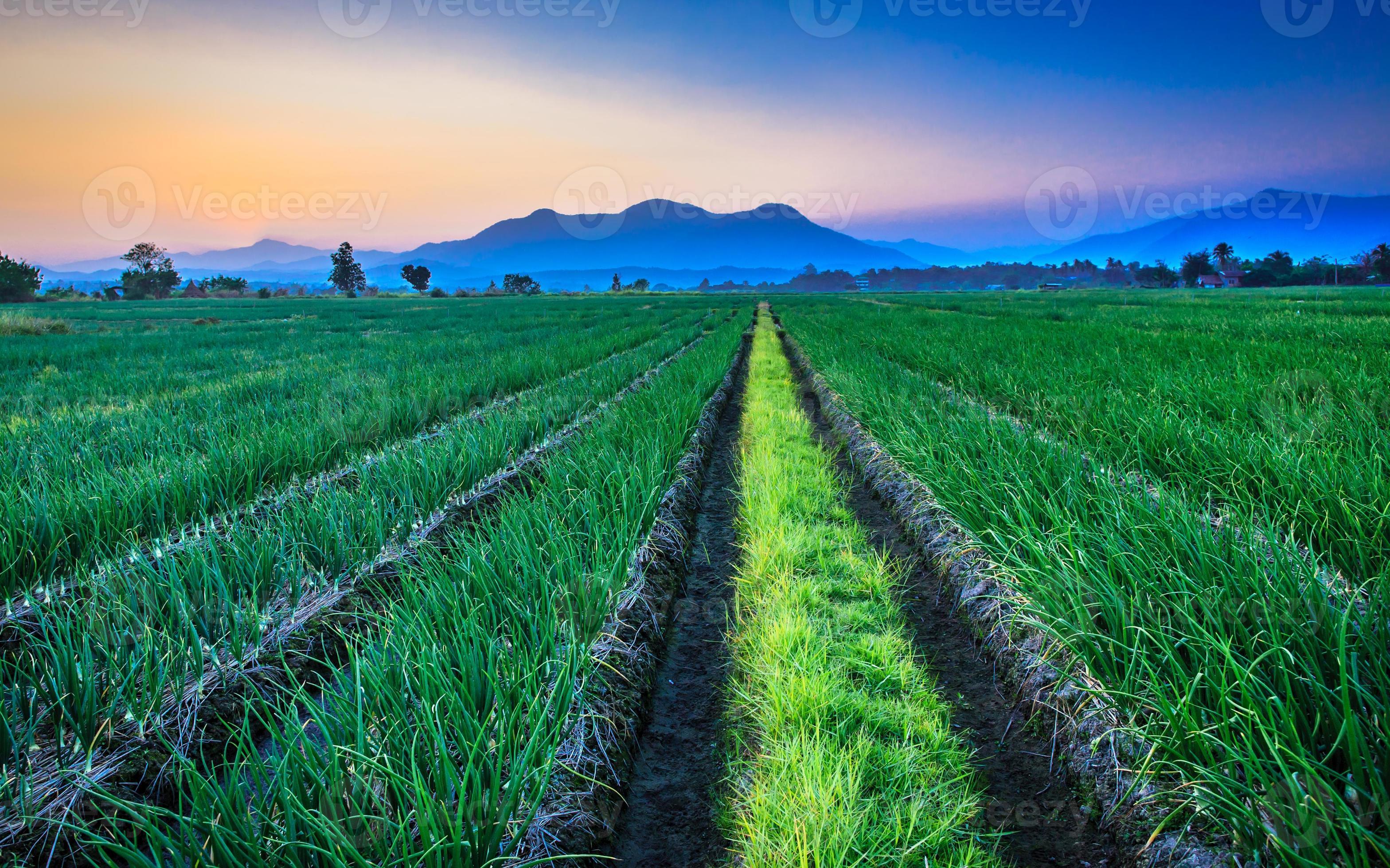 Red onion field with mountain background 772026 Stock Photo at Vecteezy