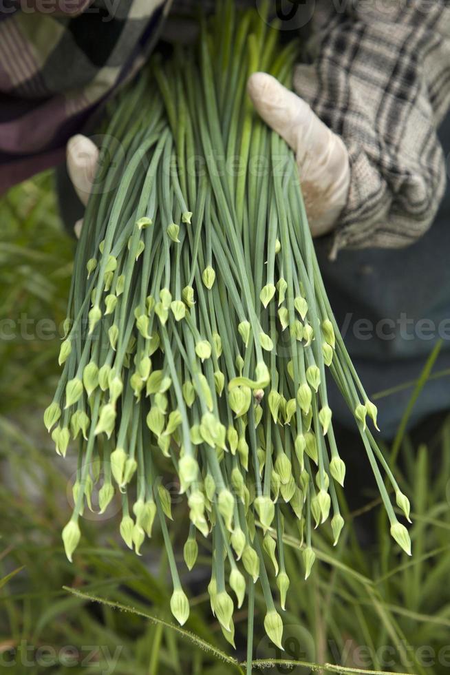 Flesh garlic chives in gardener's hand photo
