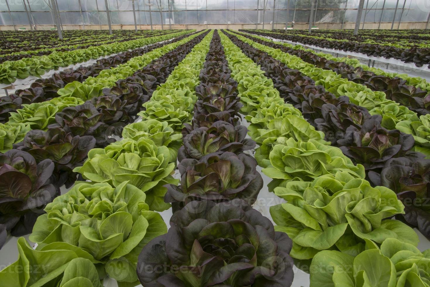 Lettuce crops in greenhouse photo