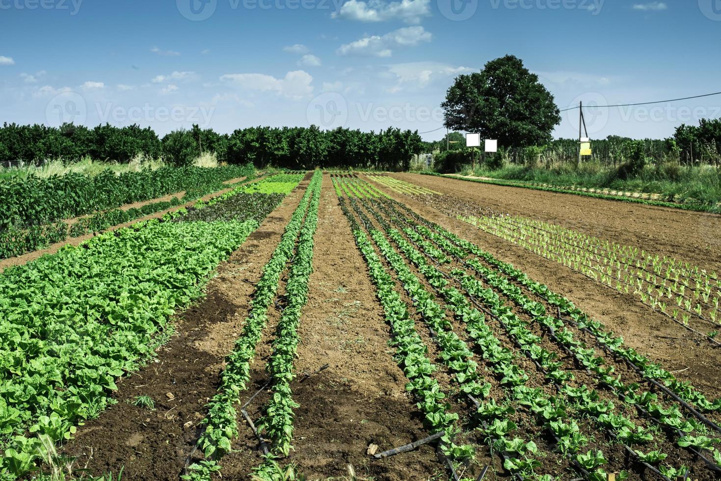 Plantations with lettuce photo