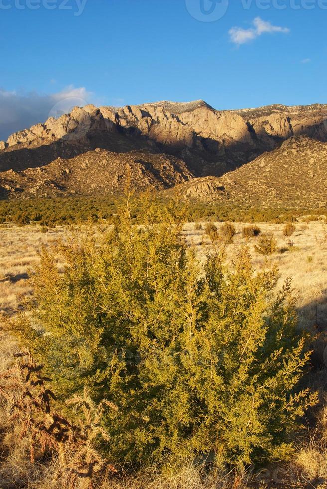 southwestern desert mountain sunset with juniper tree photo