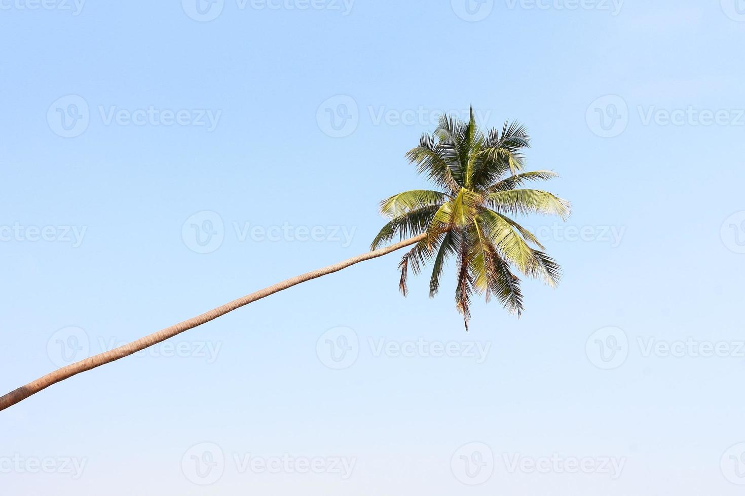árbol de coco foto