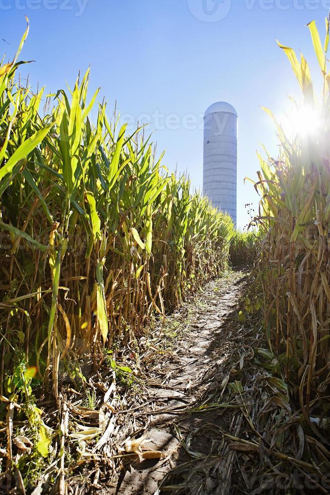 laberinto de maíz que conduce al silo con rayo de sol foto