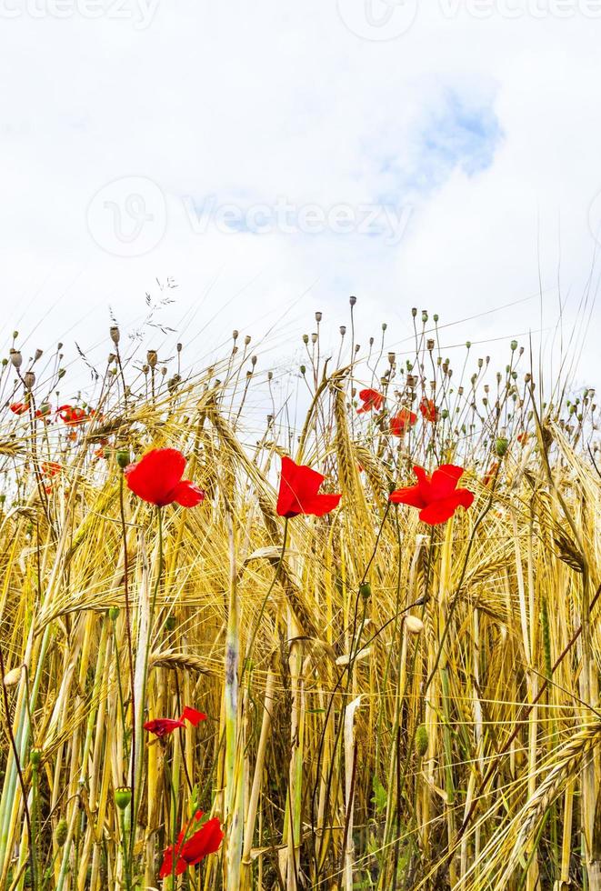 Poppy flowers with blue sky and clouds on the meadow photo