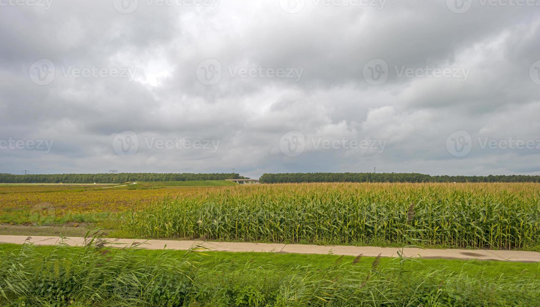 maíz que crece en un campo a lo largo de un camino en verano foto