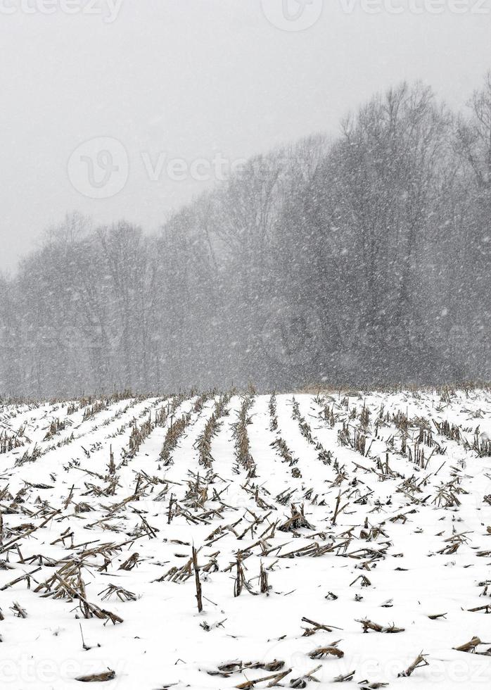snow storm in a cornfield photo
