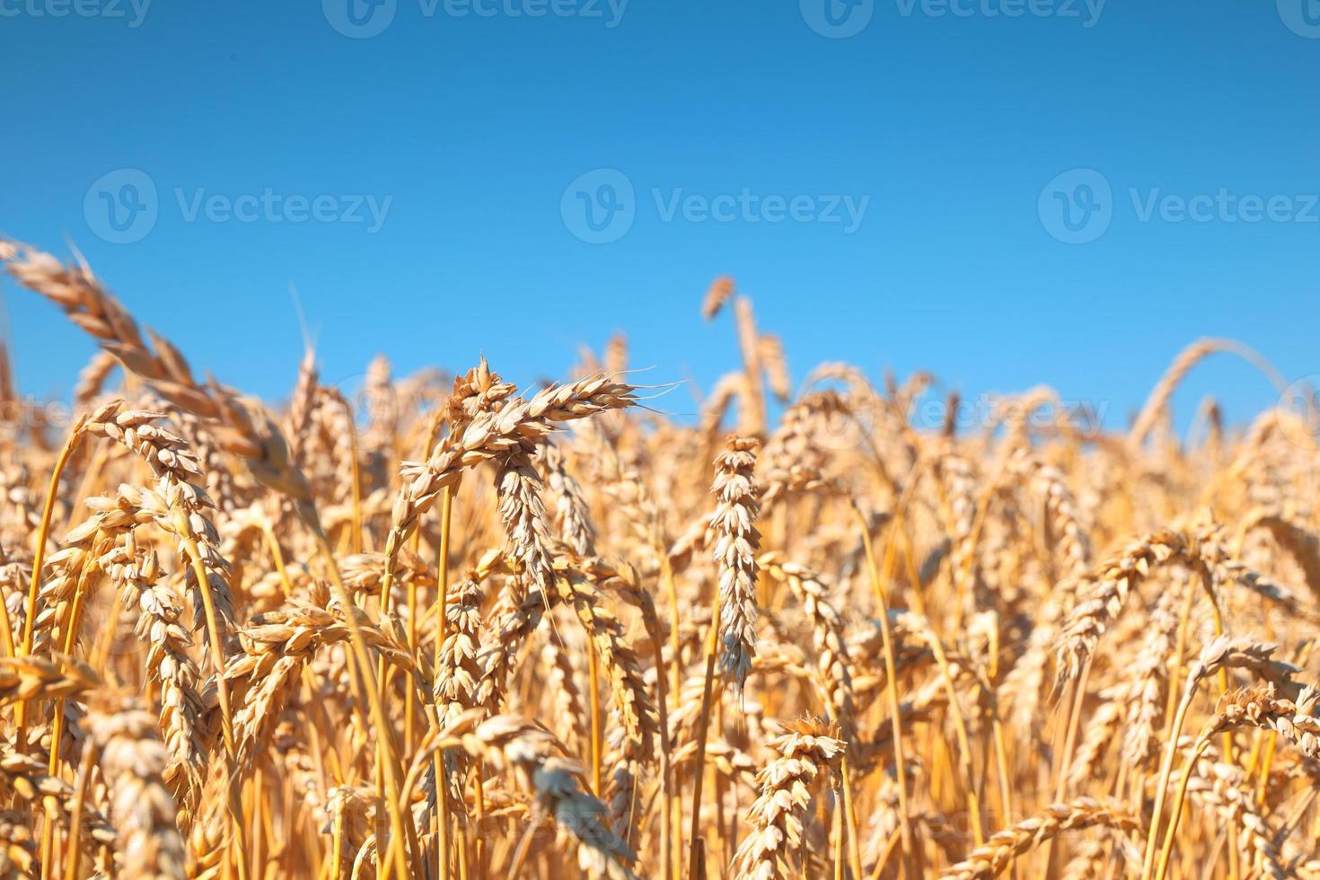 campo de trigo y cielo azul foto