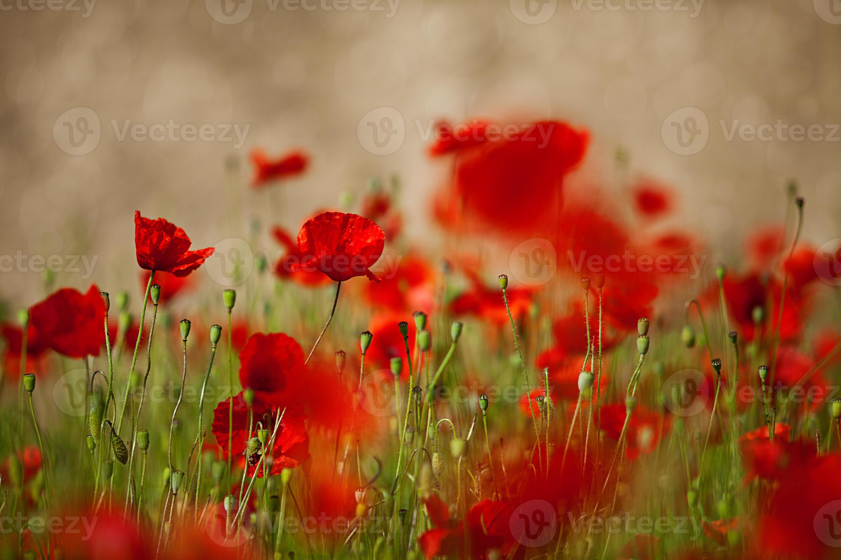 flores de amapola roja foto