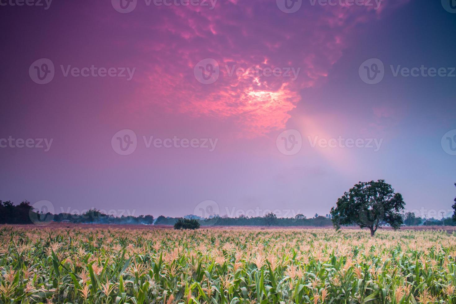 Corn field 777325 Stock Photo at Vecteezy