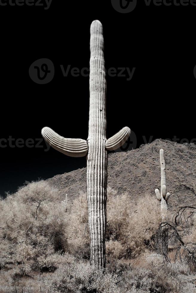 saguaro del desierto foto