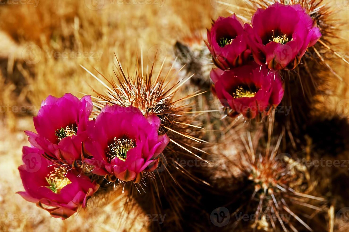 Flowering Hedge Hog cactus photo
