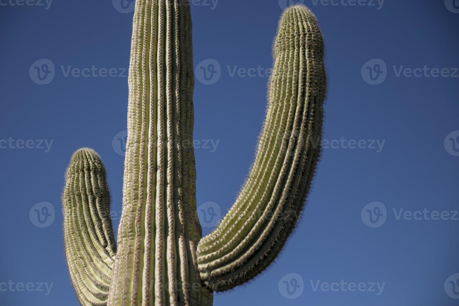 Saguaro Cactus Arms Against Blue Sky photo