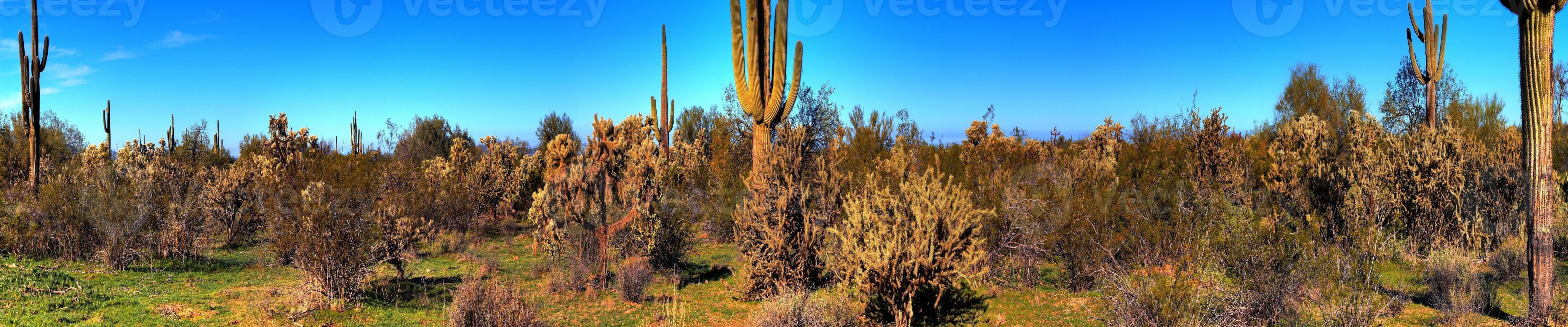 panorama de cactus saguaro desierto foto