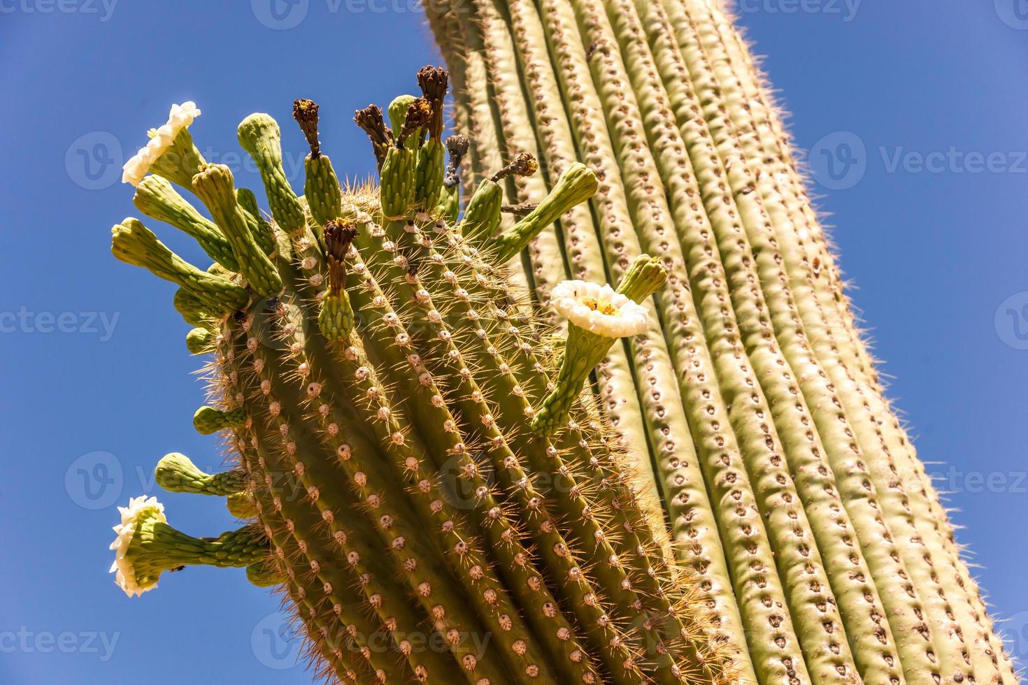 flores de cactus saguaro foto
