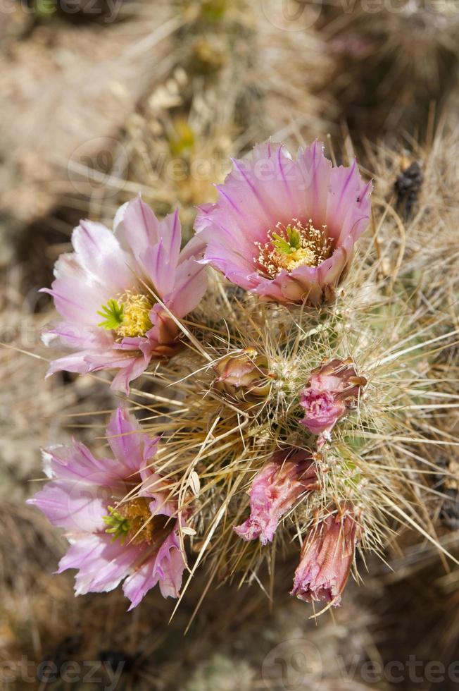 Pink Cactus Flowers photo