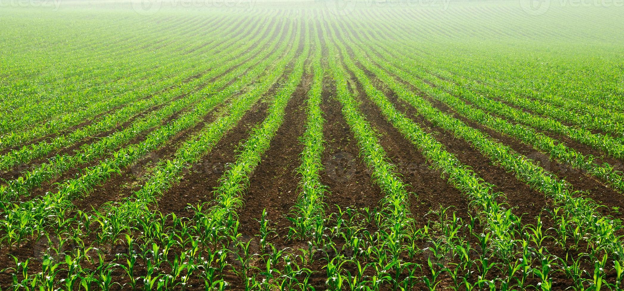 Rows of young corn plants photo