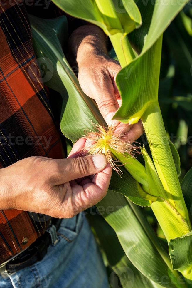 agricultor senior en un campo examinando cultivos foto