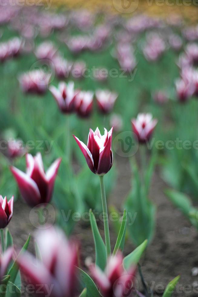 tulipanes de primavera foto