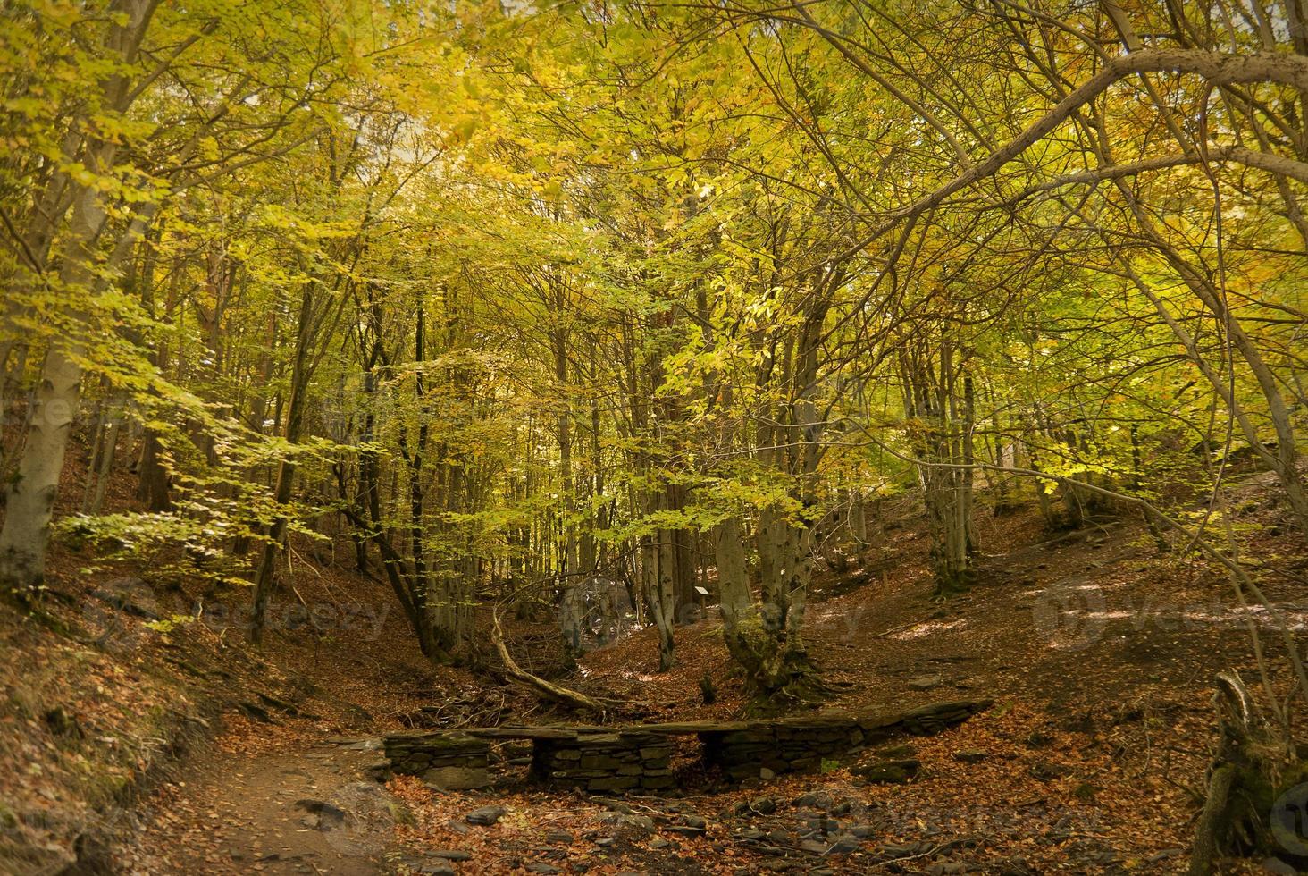 bosque de otoño octubre foto