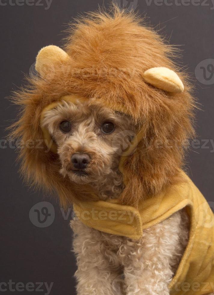 cabeza de perro león foto