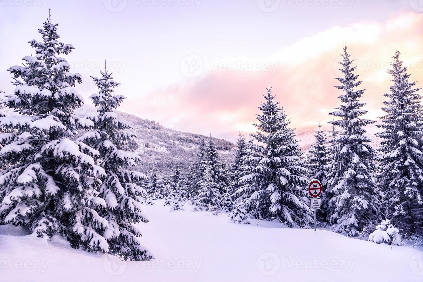 hermoso paisaje forestal de invierno foto