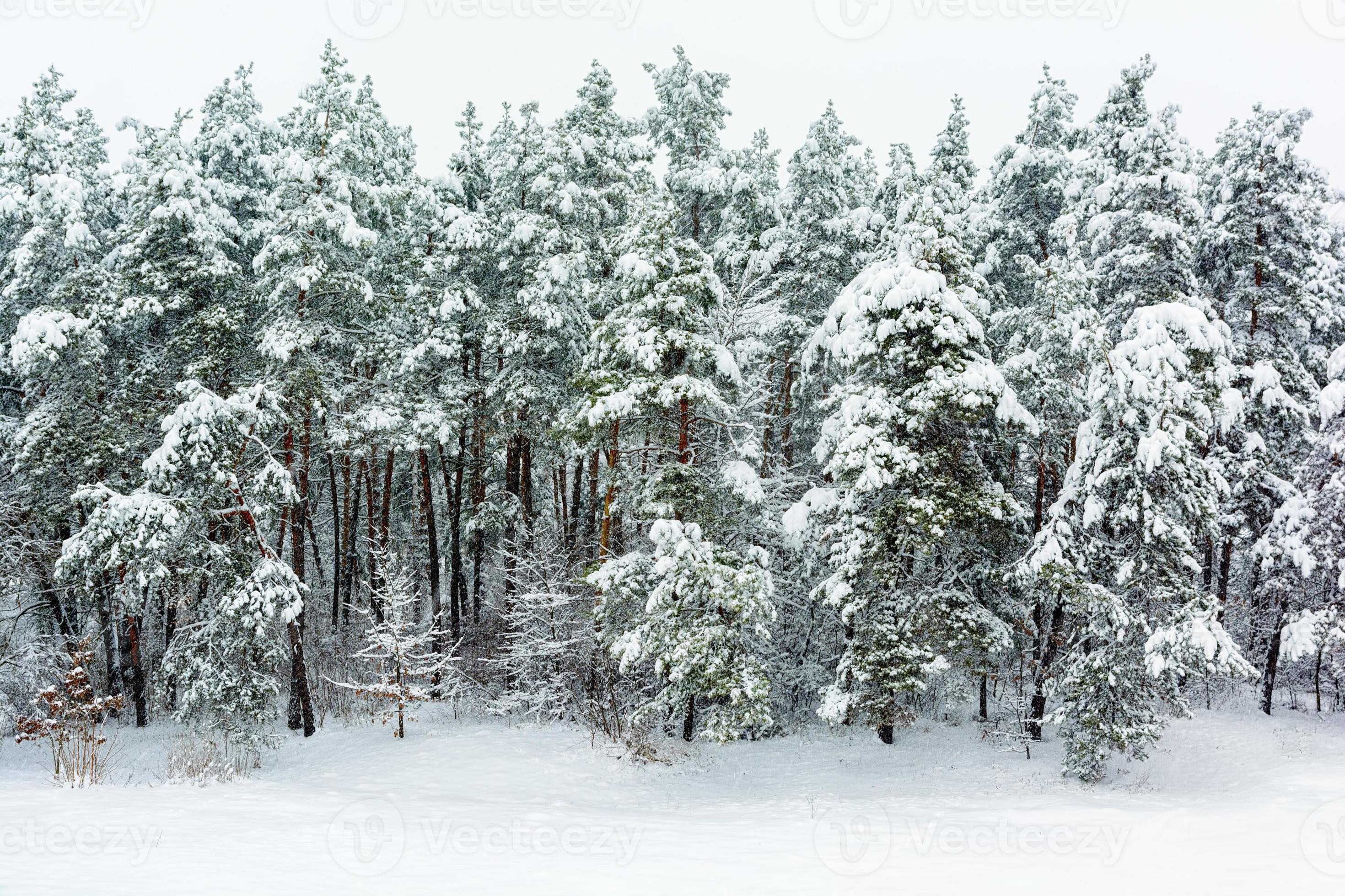 Winter Forest Background Stock Photo Winter Forest Background Stock Photo