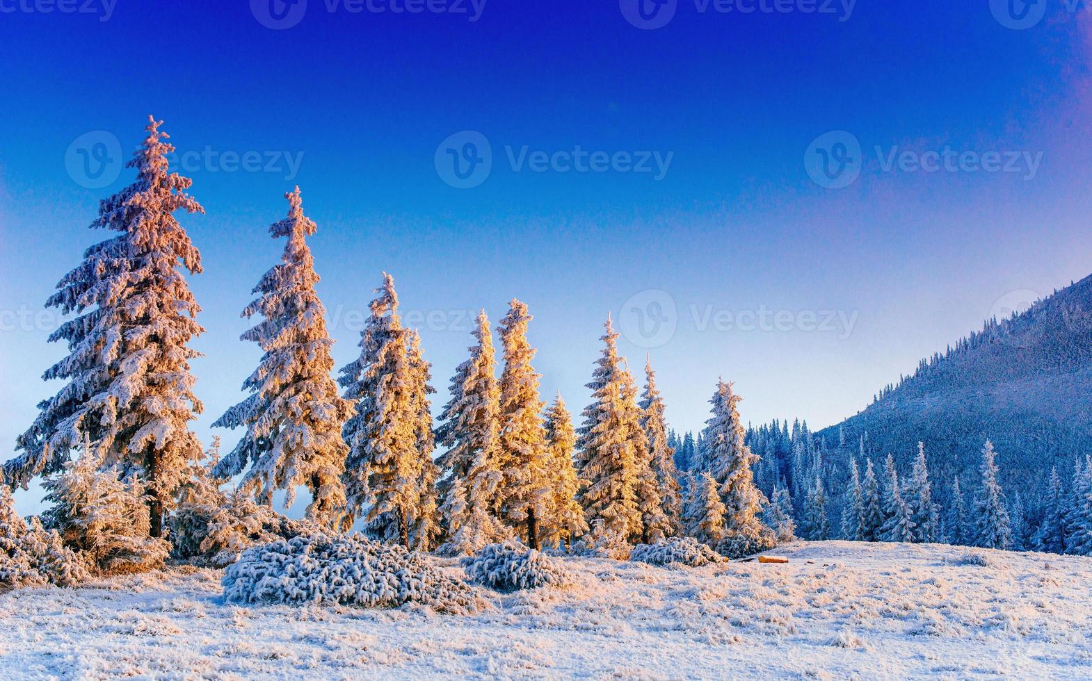 árbol mágico de invierno cubierto de nieve foto