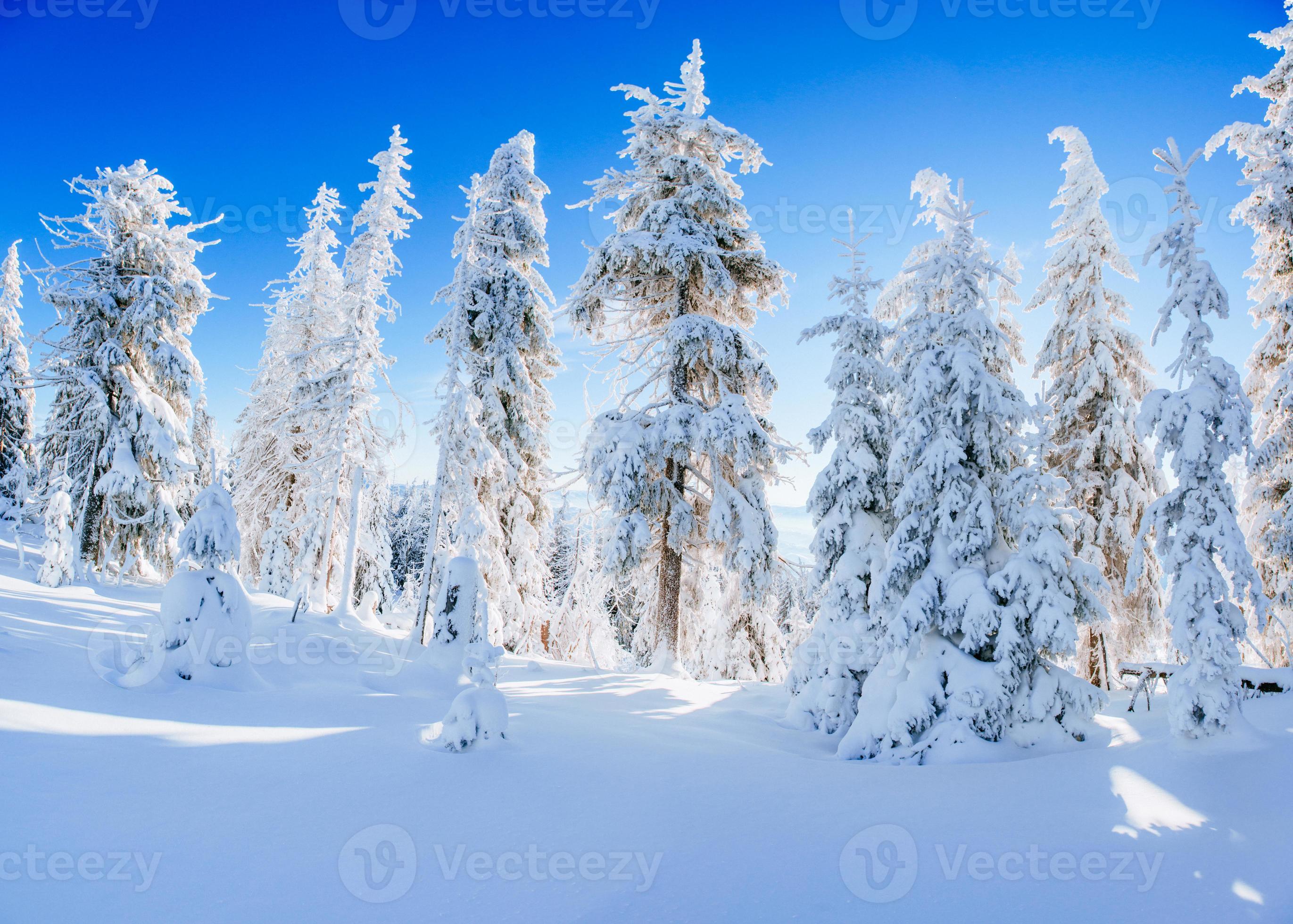 árbol mágico de invierno cubierto de nieve foto