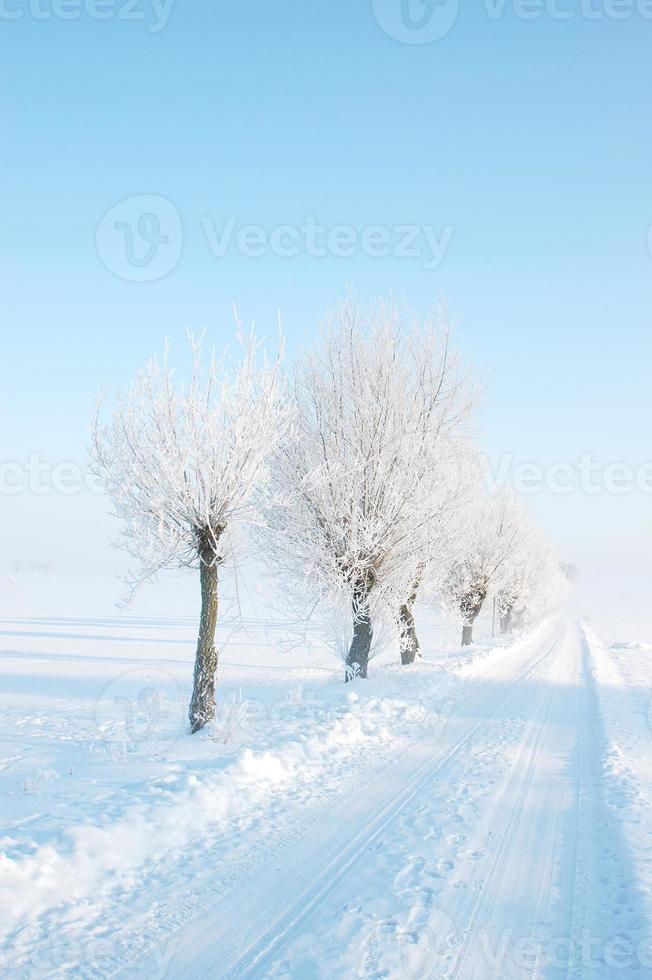 Winter Willow Trees photo