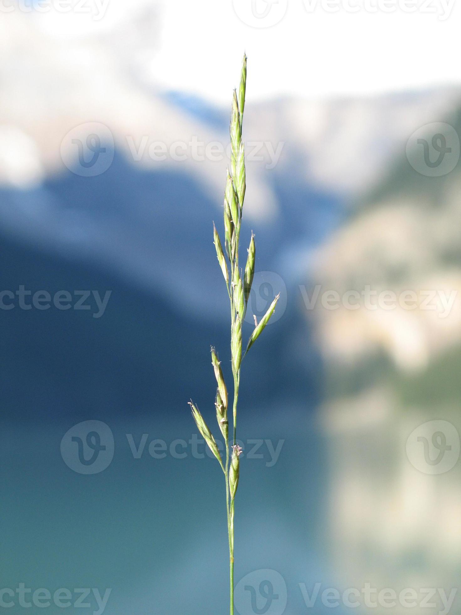 punta de hierba única foto
