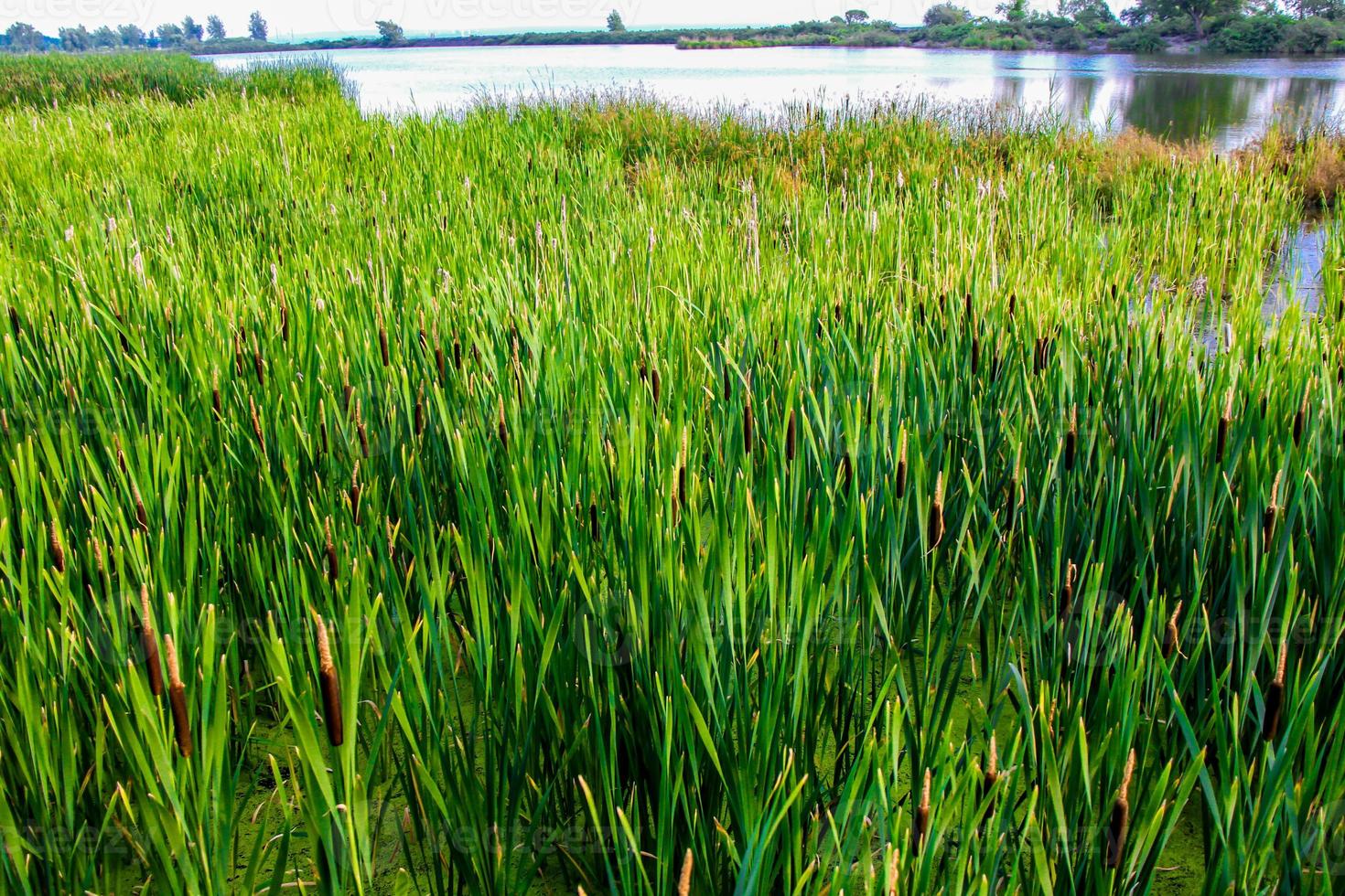 cattails and lake photo