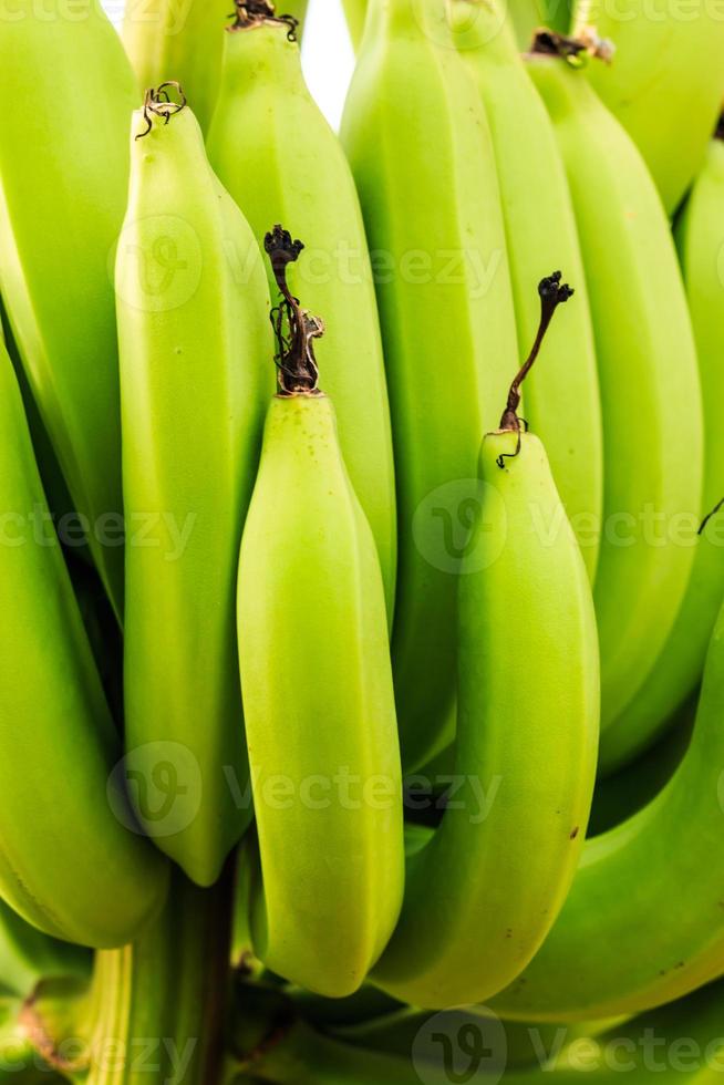 Raw bananas photo