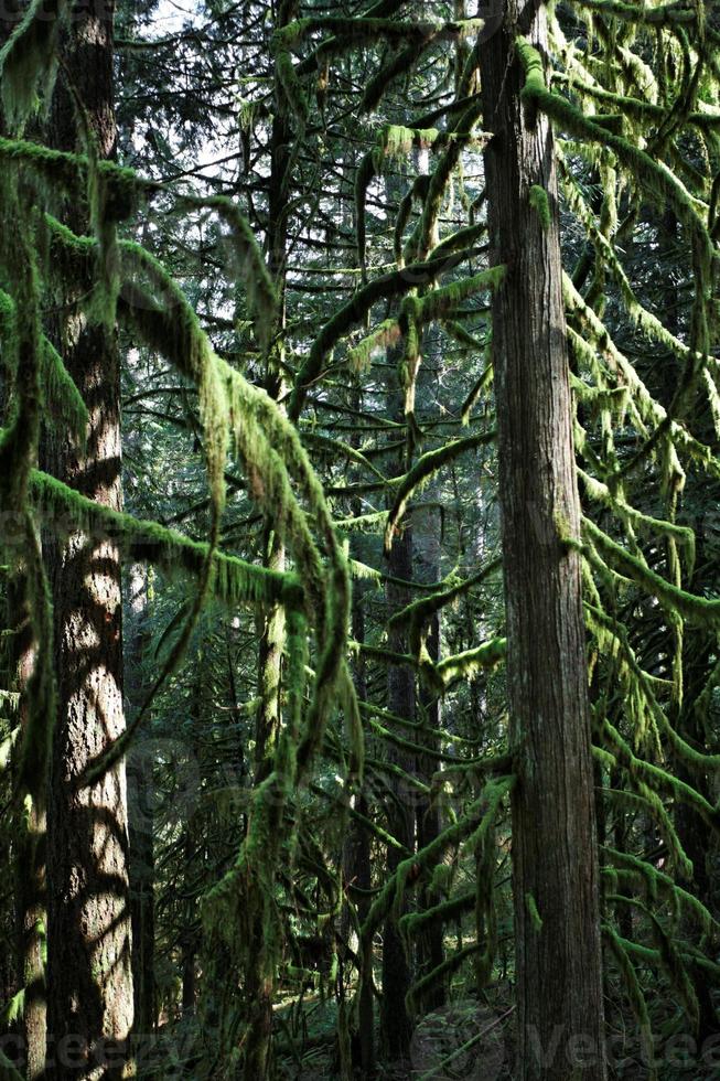 Dense fir trees in the forest photo
