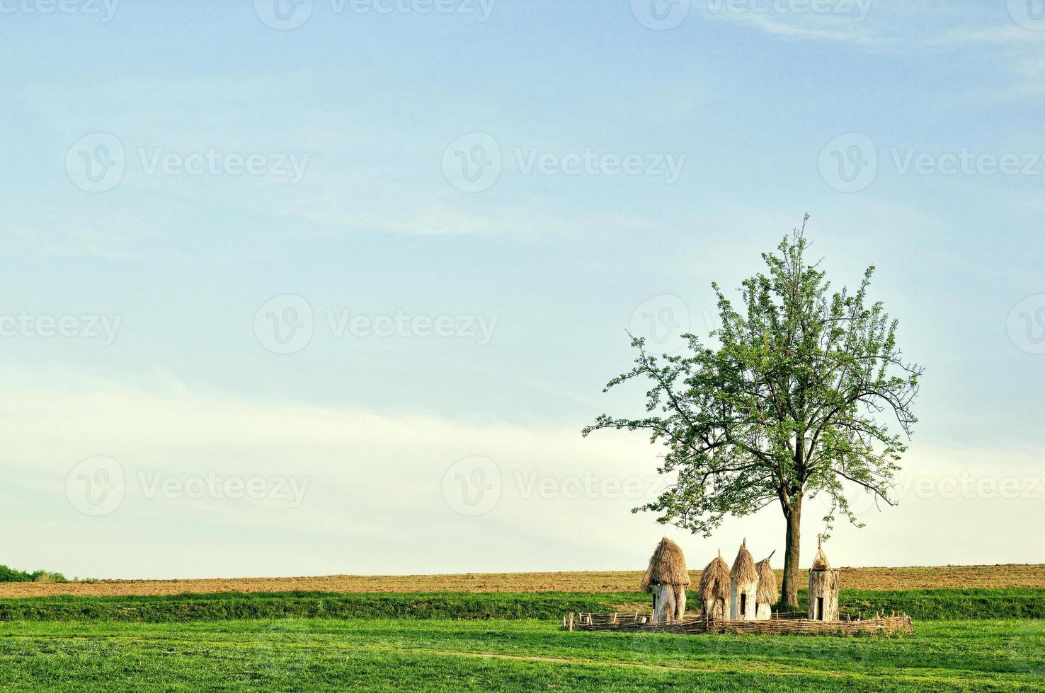 Ukrainian wooden hives in a field under a tree photo